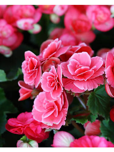 Blumenzwiebeln - Knollenbegonie Picotee Lace Pink
