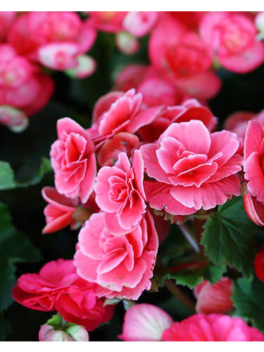 Hauptbild des Artikels "Knollenbegonie Picotee Lace Pink" aus der Kategorie "Blumenzwiebeln"