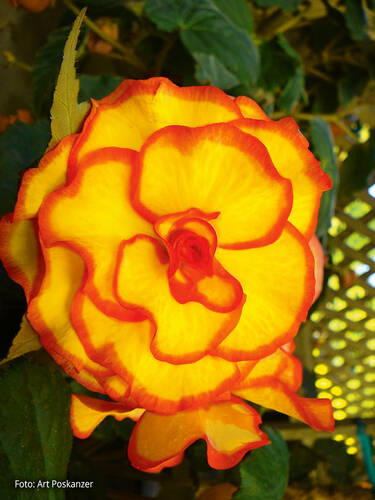 Hauptbild des Artikels "Knollenbegonie Picotee Yellow-Red" aus der Kategorie "Blumenzwiebeln"