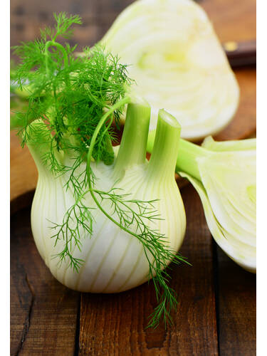 Hauptbild des Artikels "Knollenfenchel Fenno" (Bildbeschreibung ist in Arbeit)