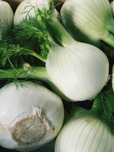Hauptbild des Artikels "Knollenfenchel Orion, F1"