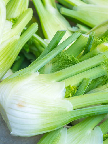 Knollenfenchel Selma