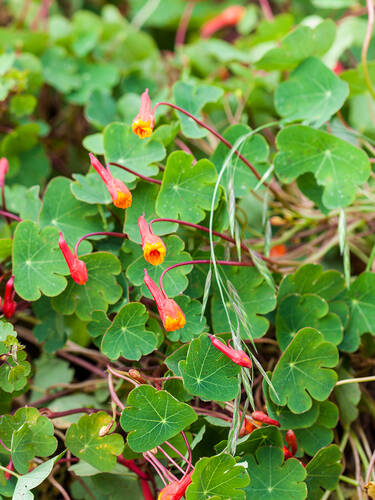 Hauptbild des Artikels "Knollige Kapuzinerkresse" aus der Kategorie "Blumenzwiebeln"