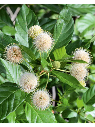 Ziergehlze - Knopfbusch, C3 30-40 cm Cephalanthus occidentalis