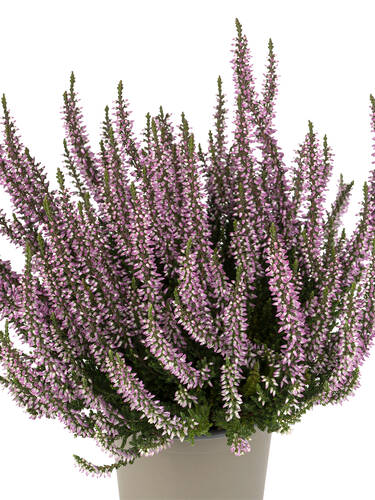 Hauptbild des Artikels "Knospenheide Gardengirls Late Line Hilda"