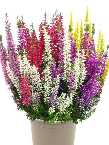 Hauptbild des Artikels "Knospenheide Gardengirls� Smixies" (Bildbeschreibung ist in Arbeit)