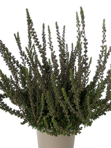 Hauptbild des Artikels "Knospenheide Gardengirls�Sunset Girls� Zalina" (Bildbeschreibung ist in Arbeit)