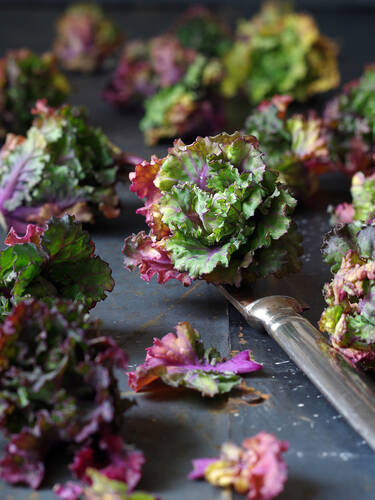 Hauptbild des Artikels "Kohlr�schen Kalettes� Autumn Star, F1" (Bildbeschreibung ist in Arbeit)