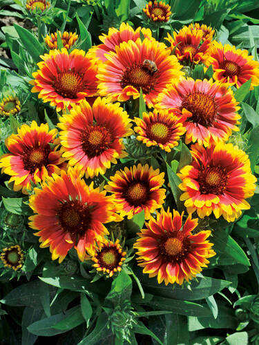 Hauptbild des Artikels "Kokardenblume Kobold" aus der Kategorie "Pflanzen"