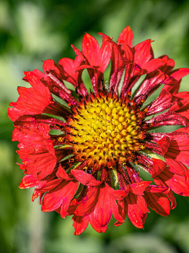 Hauptbild des Artikels "Kokardenblume Tizzy"