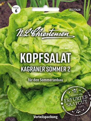 Hauptbild des Artikels "Kopfsalat Kagraner Sommer 2" (Bildbeschreibung ist in Arbeit)
