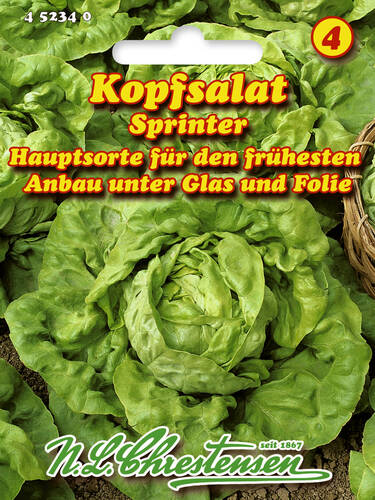 Hauptbild des Artikels "Kopfsalat Sprinter" aus der Kategorie "Salatsamen"