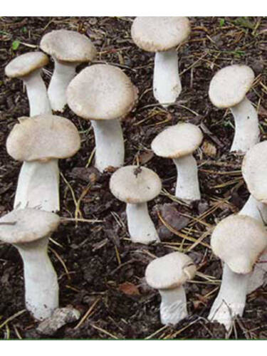 Hauptbild des Artikels "Kruterseitling (Stbchenbrut)" aus der Kategorie "Pilzkultur"