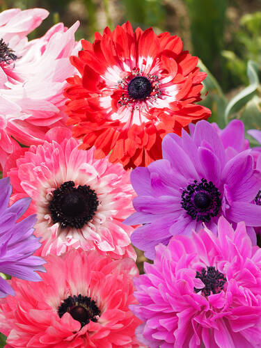 Hauptbild des Artikels "Kronen-Anemonen-St.-Brigid-Mischung" aus der Kategorie "Blumenzwiebeln"