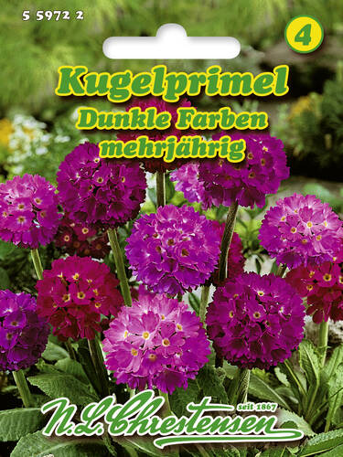 Samen - Kugelprimel Dunkle Farben