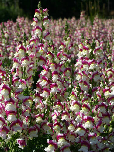 Hauptbild des Artikels "Lwenmaul Cherry Twist"