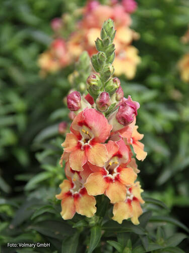 Hauptbild des Artikels "Lwenmaul Dazzling Lips Yellow Eye" aus der Kategorie "Blumen Jungpflanzen"