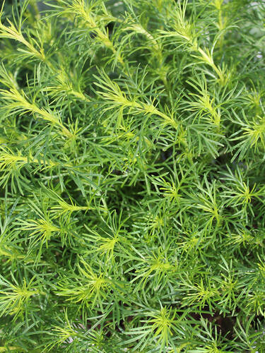 Hauptbild des Artikels "Lakritz-Tagetes Dropshot" (Bildbeschreibung ist in Arbeit)
