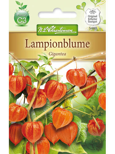 Hauptbild des Artikels "Lampionblume Gigantea" aus der Kategorie "Samen"