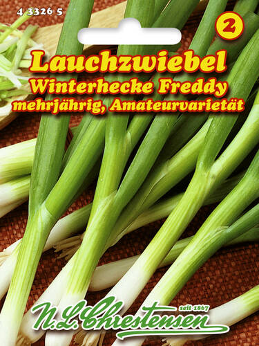 Lauchzwiebel Winterhecke Freddy 