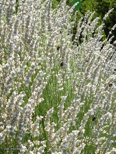 Hauptbild des Artikels "Lavendel Edelwei" aus der Kategorie "Pflanzen"