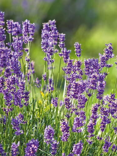 Hauptbild des Artikels "Lavendel Munstead" aus der Kategorie "Pflanzen"