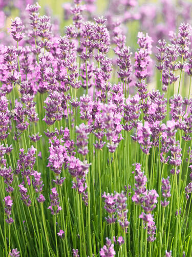 Pflanzen - Lavendel Rosea