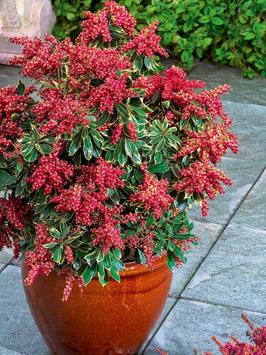 Hauptbild des Artikels "Lavendelheide Carnaval�" (Bildbeschreibung ist in Arbeit)