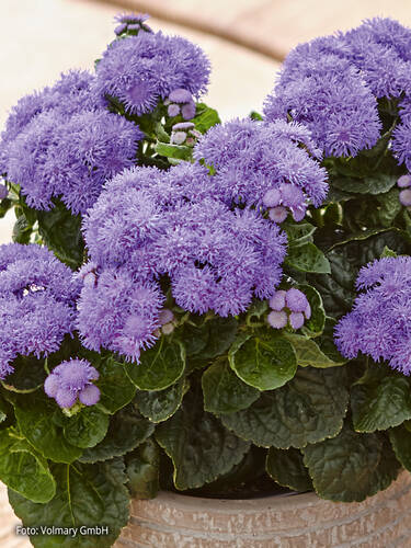 Hauptbild des Artikels "Leberbalsam Ariella Patio Blue " aus der Kategorie "Blumen Jungpflanzen"
