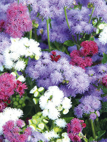 Hauptbild des Artikels "Leberbalsam Marina Mix"