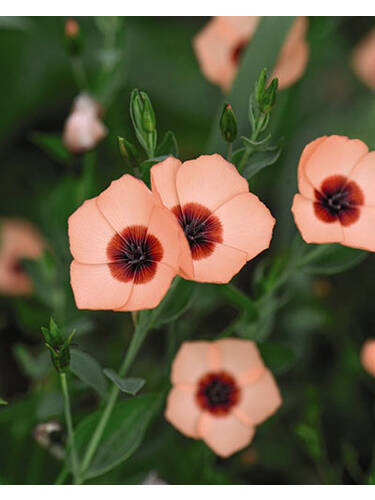 Hauptbild des Artikels "Lein Salmon Bright Eyes"