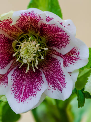 Hauptbild des Artikels "Lenzrose Pretty Ellen White Spotted"