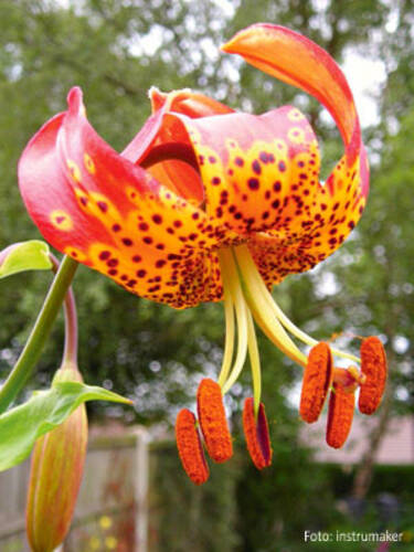 Hauptbild des Artikels "Lilie Fusion" aus der Kategorie "Blumenzwiebeln"