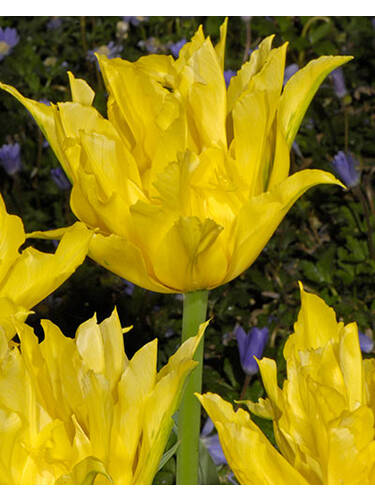 Blumenzwiebeln - Liliebltige Tulpe Yellow Spider