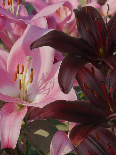 Lilien Mix Black & Pink