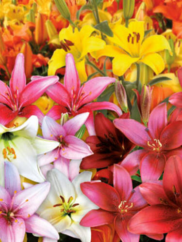Blumenzwiebeln - Lilien-Prachtmischung