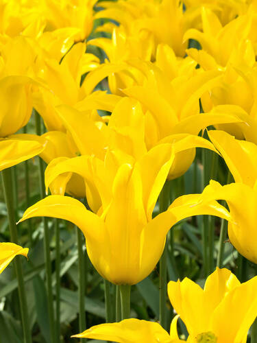 Hauptbild des Artikels "Lilienbl�tige Tulpe Crone Jewel" (Bildbeschreibung ist in Arbeit)