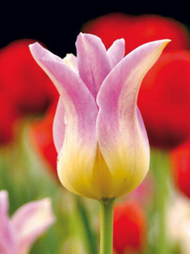 Lilienbltige Tulpe Elegant Lady
