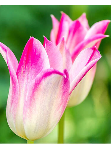 Blumenzwiebeln - Lilienbltige Tulpe Holland Chic