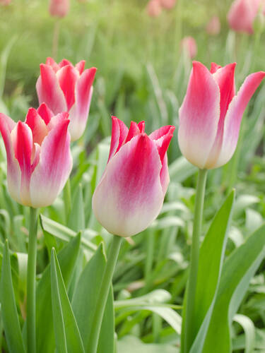 Hauptbild des Artikels "Lilienbltige Tulpe Whispering Dream"