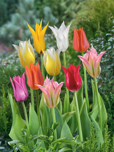 Lilienbltige Tulpen-Mischung