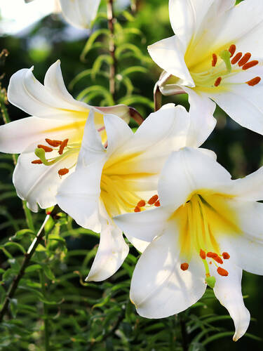 Hauptbild des Artikels "Lilium regale, KnigsliliAlbum 1 Stck, Gr. 14/16" (Bildbeschreibung ist in Arbeit)