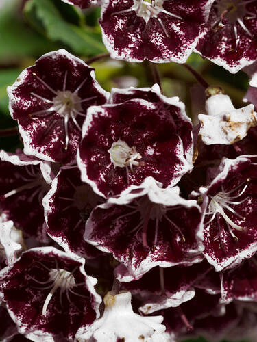 Hauptbild des Artikels "Lorbeerrose Black Label"