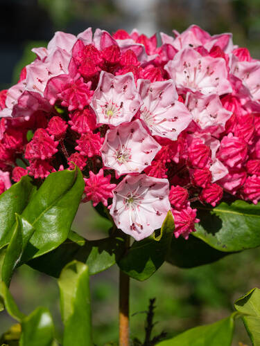 Hauptbild des Artikels "Lorbeerrose Olympic Fire" aus der Kategorie "Ziergehlze"