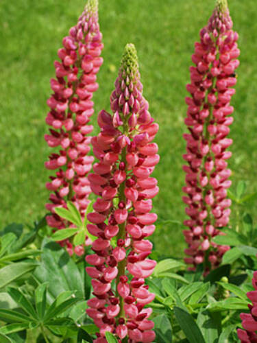 Lupine Edelknabe (rot)