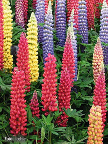 Hauptbild des Artikels "Lupinen Mischung" aus der Kategorie "Pflanzen"