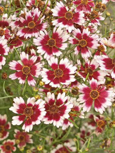 Hauptbild des Artikels "Mdchenauge Ruby Frost"