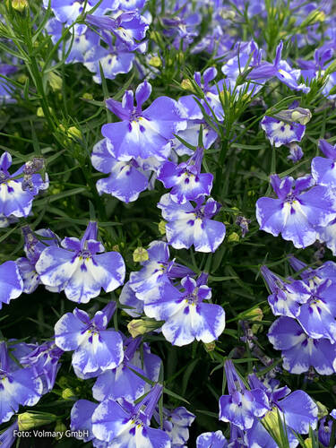 Hauptbild des Artikels "Mnnertreu Laura Bicolor Blue" (Bildbeschreibung ist in Arbeit)