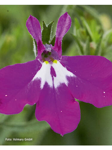 Hauptbild des Artikels "Mnnertreu Laura Purple" aus der Kategorie "Blumen Jungpflanzen"