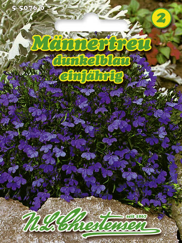 Hauptbild des Artikels "Mnnertreu, dunkelblau" aus der Kategorie "Samen"